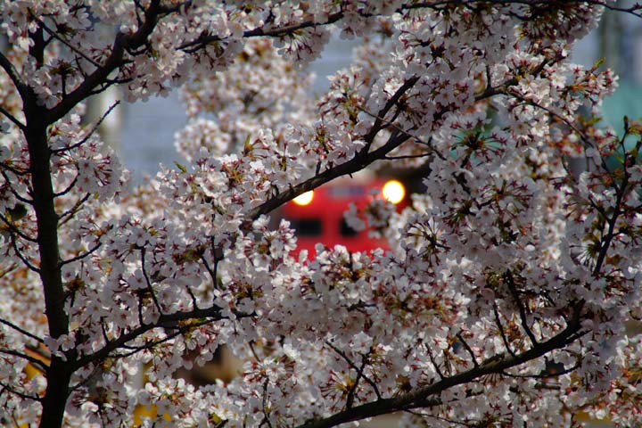 満開の新境川堤